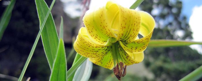 Pujant cap a la via podrem observar el Marcòlic groc (lilium pyrenaicum) una de les flors més vistoses del Pirineu